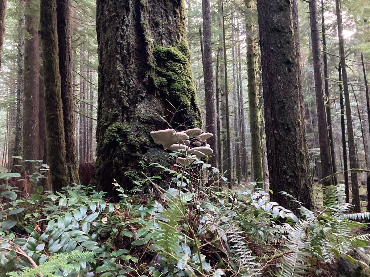 ForestServiceNW's tweet photo. “Forget not that the earth delights to feel your bare feet &amp; winds long to play with your hair.” 

--Kahlil Gibran https://t.co/2UC5WkotY3