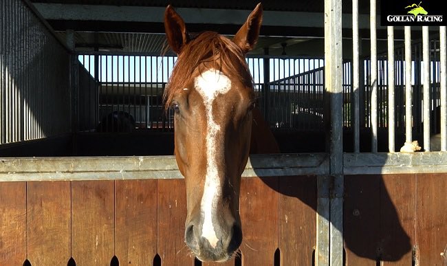 tonygollan's tweet photo. THE FINAL GALLOP
👉 Rosehill &amp; Doomben tomorrow
📢 Tony Gollan
🐴 Isotope
🐴 Jonker
🐴 Seeingisbelieving
🐴 Nicci’s Spirit
🐴 Leadership Spill
🐴 The Move
🐴 Spirit House
🐴 Snappy Reply
🐴 Foxy Rippa
🐴 Royal Hale 📸
💰 Cav’s Corner
▶️ https://t.co/U9fyIWjseD https://t.co/Bzp0iuzk82
