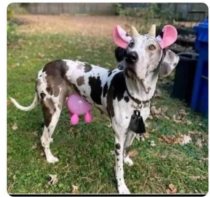 👧🏻Petitte Coraline Doll 🌸 tweet media