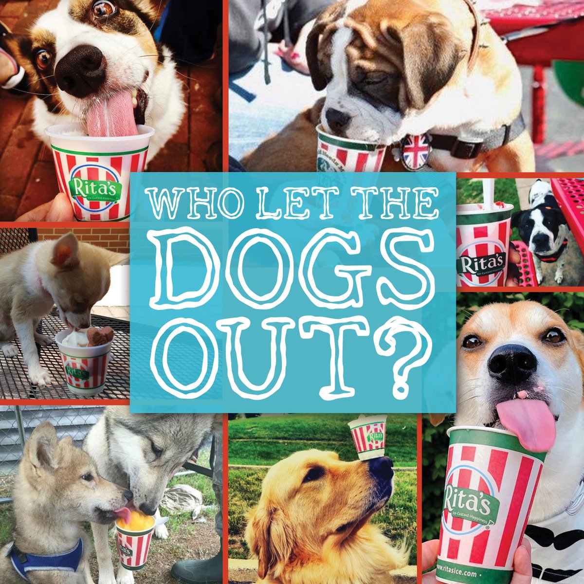 ritasofrandolph's tweet photo. Everyone loves Rita's! 🐶🍦❣️ #pupcups #custard #waterice #doglife #ilovedogs #puppyparent #water ice #specialdoggietreat #ritaslovesthepups https://t.co/v1POI7ZR6f
