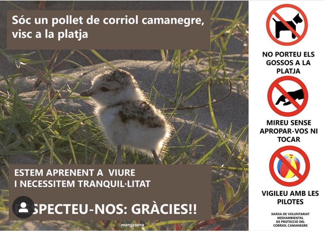 📣 Ja han arribat els #corriolcamanegre 🐧🐦 a la platja de #vilanovailageltrú. Ens Voleu ajudar a difondre el missatge del cartell ?  Respecte ✅No apropar-se als tancats 🚷 No portar les mascotes per les platges on hi ha nidificació🚫🐶🐱 Gràcies ! 🙏