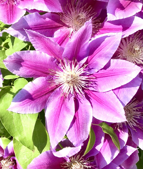 鉄線のtwitterイラスト検索結果 古い順