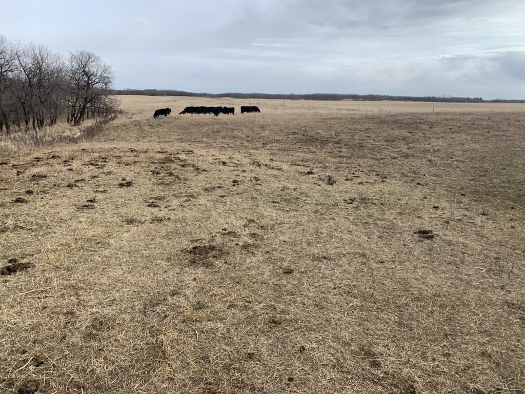 This is spring gold! Some green up happening in our stockpiled forages.Calves seem to be taking to it nicely. #stockpiledforage #littleforagers #graze2021 #adaptivegrazing #highstockdensity #StripGrazing #totalgrazing #regenerativeranching #regenerativeagriculture #beef