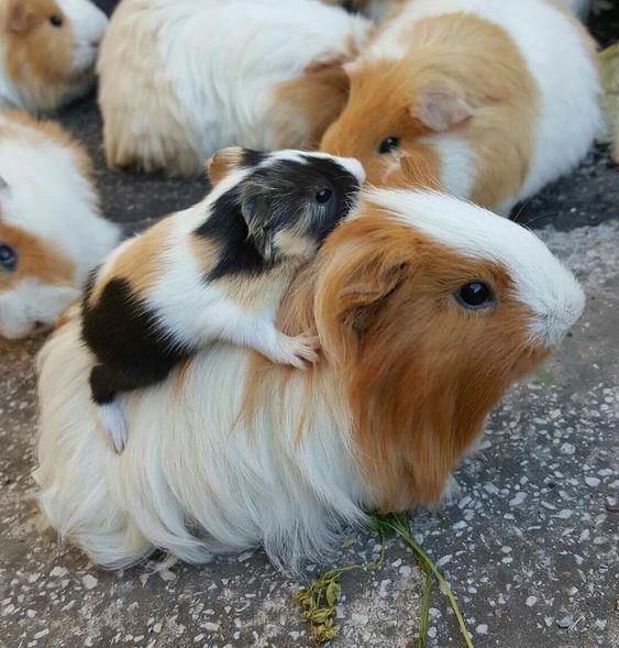 DailyAnimals6's tweet photo. #DailyAnimals #GuineaPig https://t.co/oU9rymhvD1