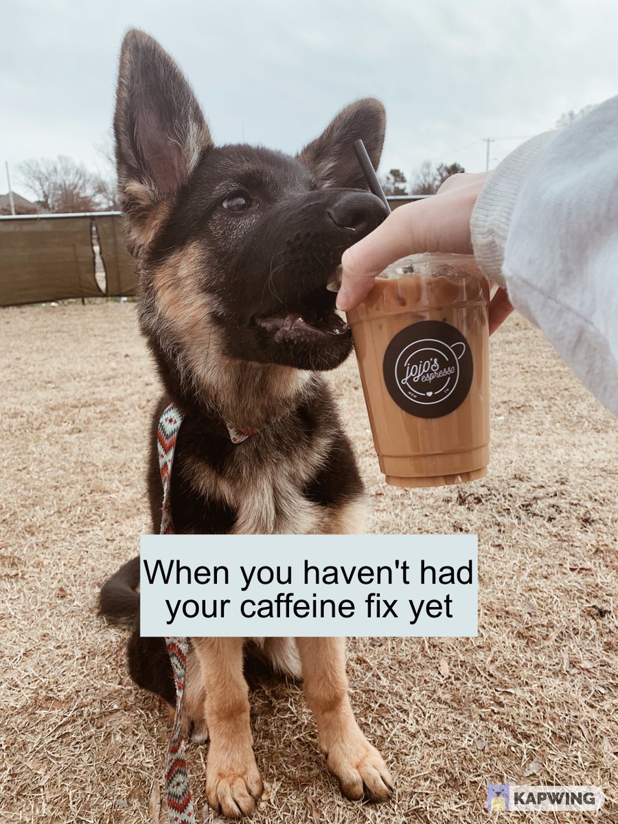 bri_kinseyy's tweet photo. My post for class!!! RETWEET for me please!!! Its my cute Indy girl. how could you resist? #MCO335 #coffeedog https://t.co/dCF0QrXVkd