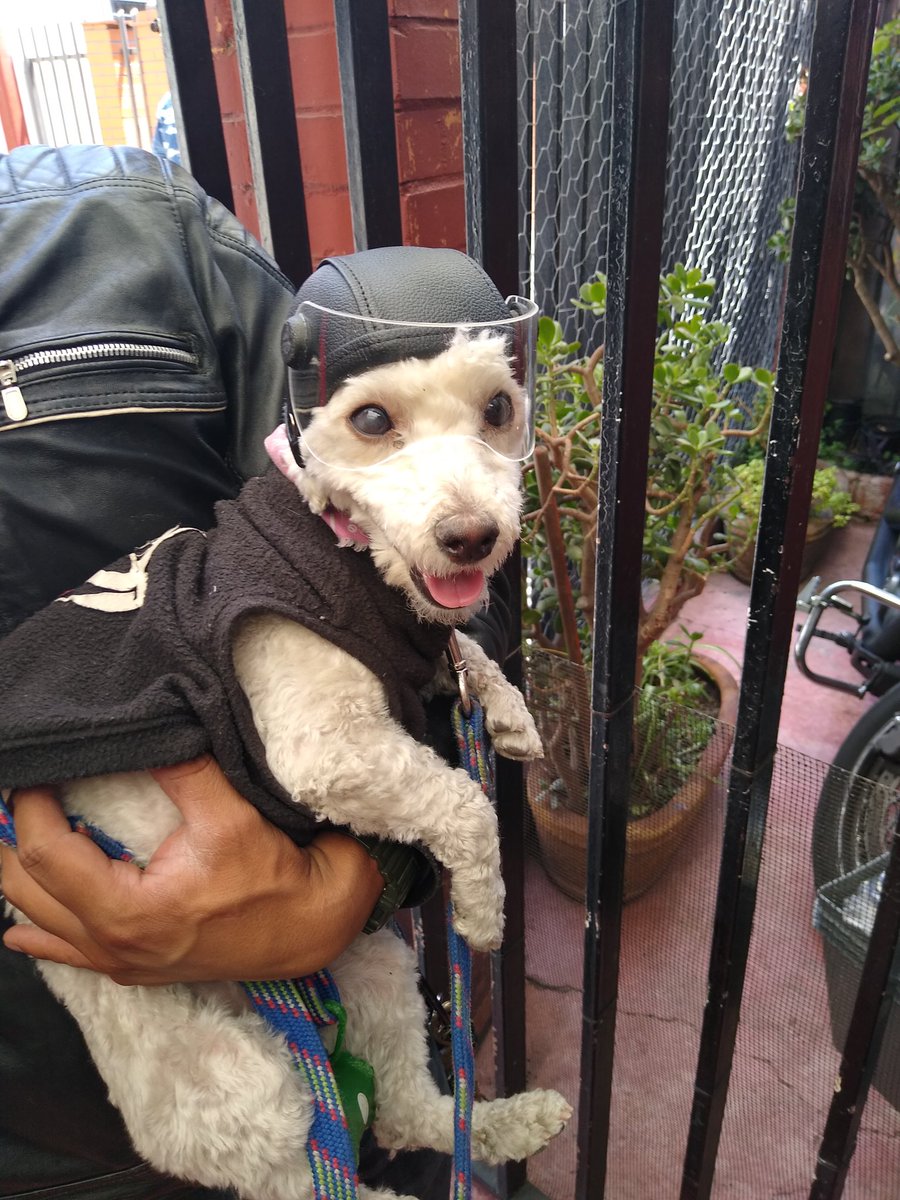 outlawmx's tweet photo. Otro cliente satisfecho y listo para rodar! 😊✌️

#CascosParaMascotas 🐾
📞5523785954
https://t.co/ycRkA165Ev

CDMX - Hacemos envíos a toda República Mexicana.

Aceptamos pago en efectivo, tarjeta de crédito/débito 💳 y transferencia interbancaria 💸 https://t.co/HRWZnO0Yl9