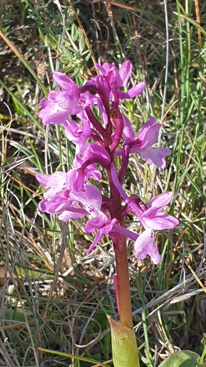 botcove's tweet photo. Ja és primavera. 
Temps d'#orquídies... #Planisses #Benissa
📷 @anec36 https://t.co/Q94mXj3l5T