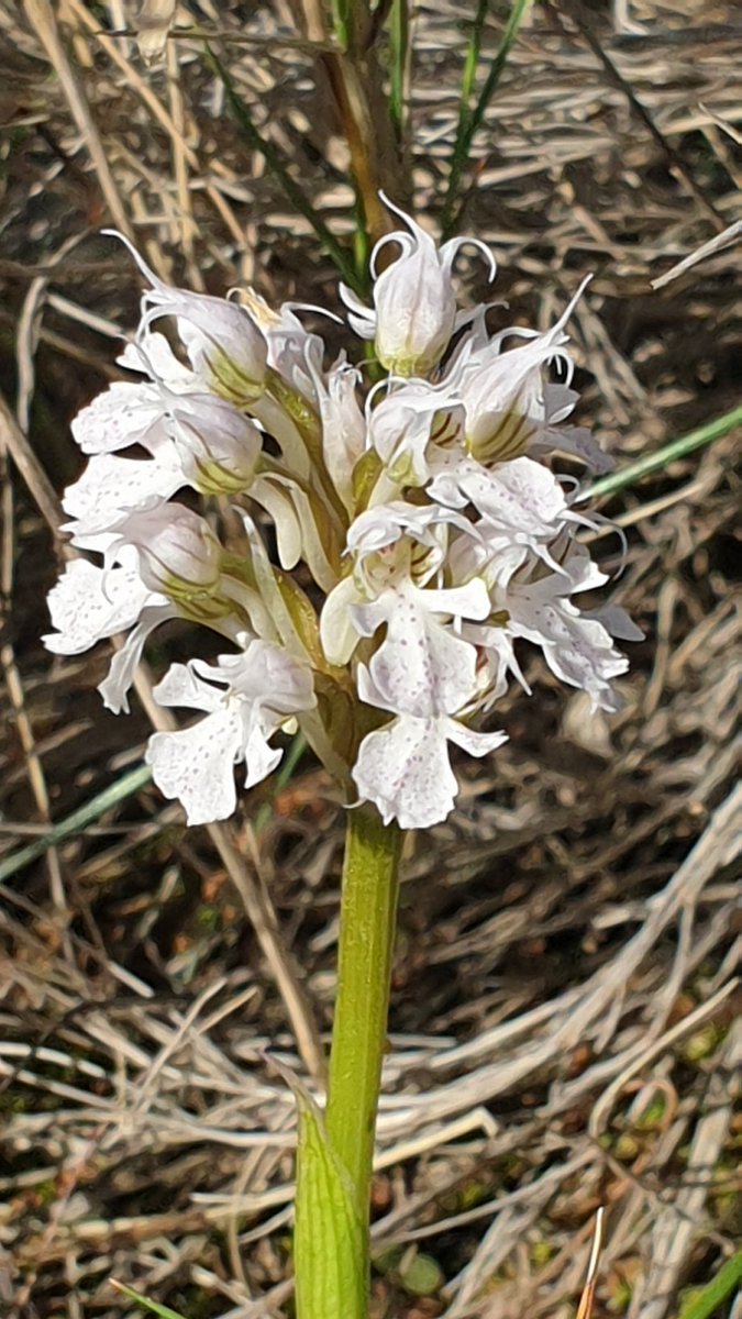 botcove's tweet photo. Ja és primavera. 
Temps d'#orquídies... #Planisses #Benissa
📷 @anec36 https://t.co/Q94mXj3l5T