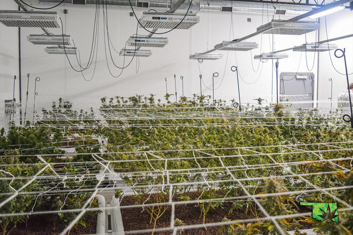 soonerstatewell's tweet photo. Our latest aquaponic harvest is complete! Look for Girl Scout Cookies Extreme, Glittles, Peach Rings, Banana Kush, and Zweet Inzanity. Coming your way soon! 🐟🌿🌫
-
-
#SoonerStateWellness #SSW #Cannabis #Oklahoma #OklahomaCannabis #OKMMJ #MMJ https://t.co/mNrm8Dlwwv