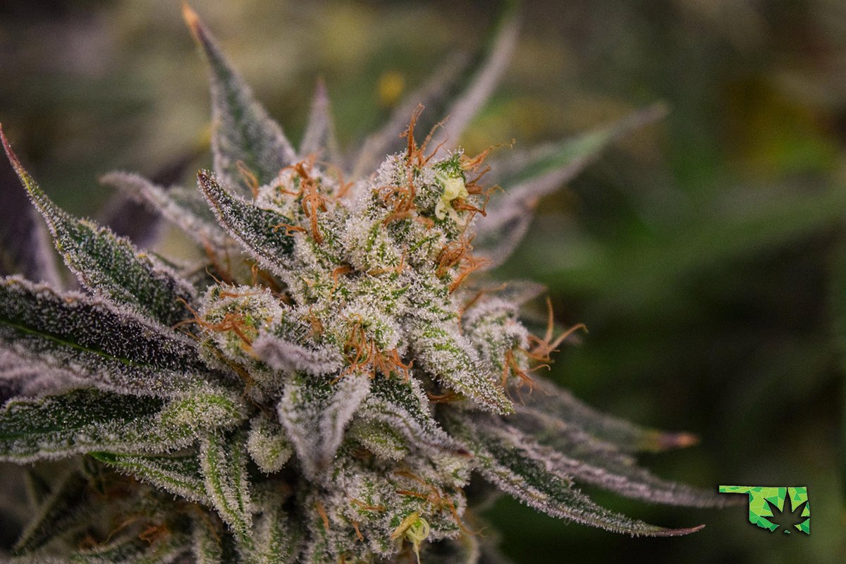 soonerstatewell's tweet photo. Our latest aquaponic harvest is complete! Look for Girl Scout Cookies Extreme, Glittles, Peach Rings, Banana Kush, and Zweet Inzanity. Coming your way soon! 🐟🌿🌫
-
-
#SoonerStateWellness #SSW #Cannabis #Oklahoma #OklahomaCannabis #OKMMJ #MMJ https://t.co/mNrm8Dlwwv