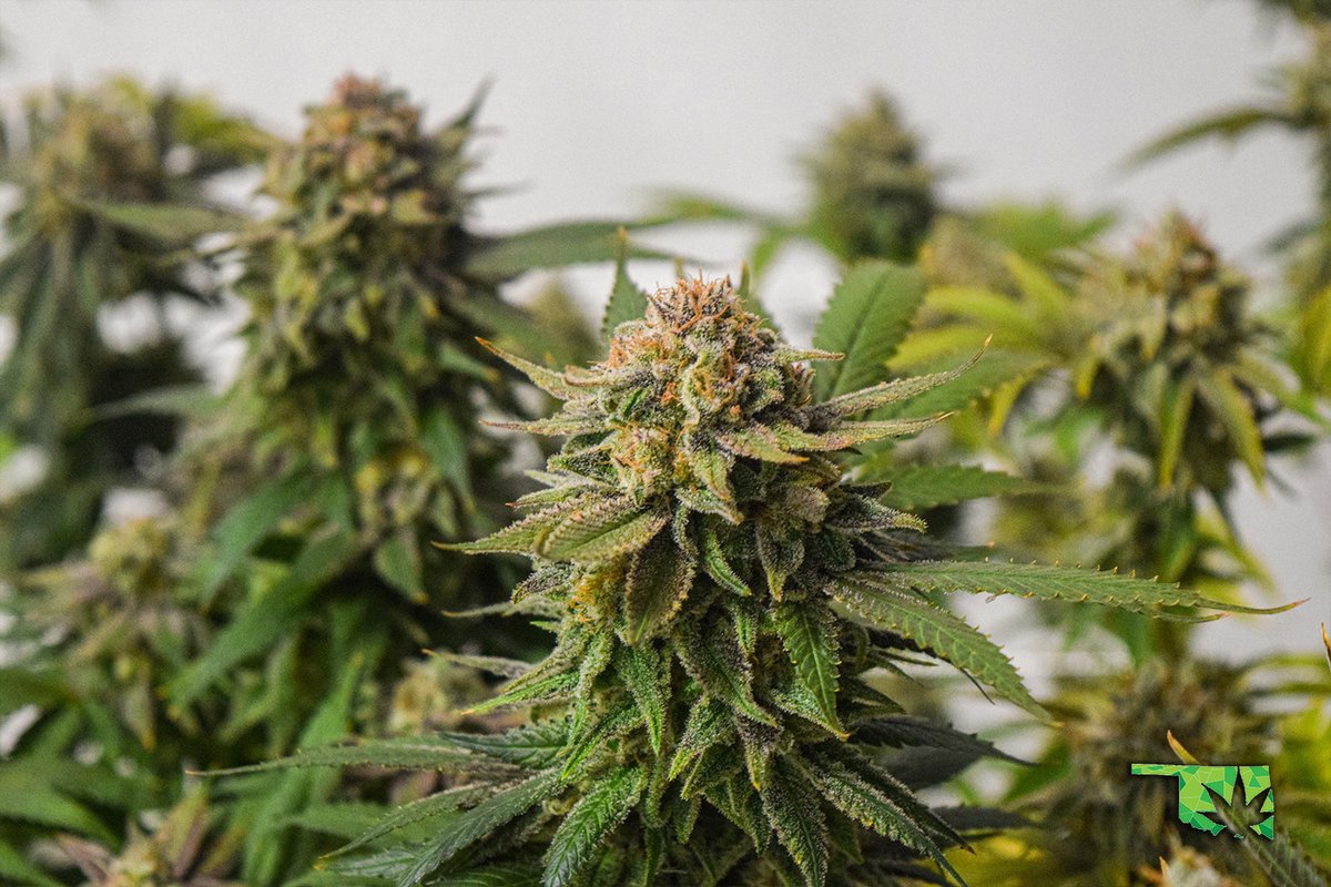 soonerstatewell's tweet photo. Our latest aquaponic harvest is complete! Look for Girl Scout Cookies Extreme, Glittles, Peach Rings, Banana Kush, and Zweet Inzanity. Coming your way soon! 🐟🌿🌫
-
-
#SoonerStateWellness #SSW #Cannabis #Oklahoma #OklahomaCannabis #OKMMJ #MMJ https://t.co/mNrm8Dlwwv