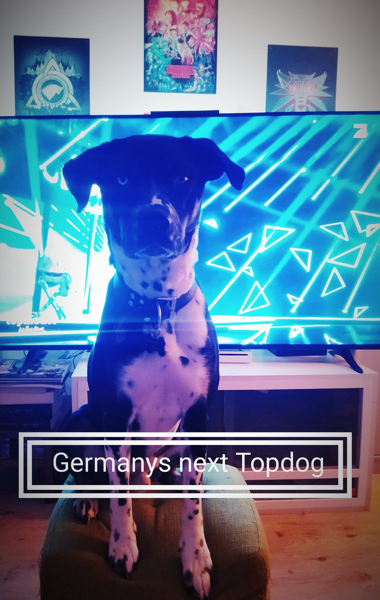 Lischarii's tweet photo. Germanys next Topdog!!!
#GNTM2021 #germanysnexttopmodel #Dog #Hund #model #heidiklum #machteinehundemodelshow #puppy #portrait #modelphotography https://t.co/MzZLIjaVR9
