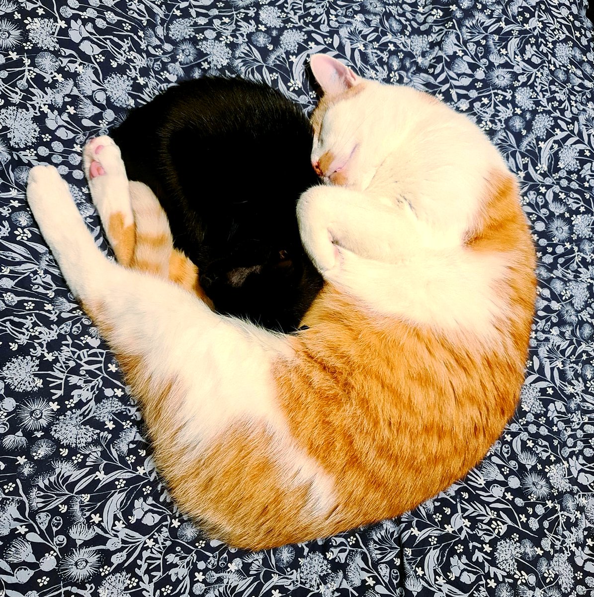 4lyfe_rescue's tweet photo. our #foreverpets really are the best family and teachers
#Hawk4lyfe #kittens4lyfe #catsofcanberra #kittensofinstagram #cuddle https://t.co/X6zTZYBYlU