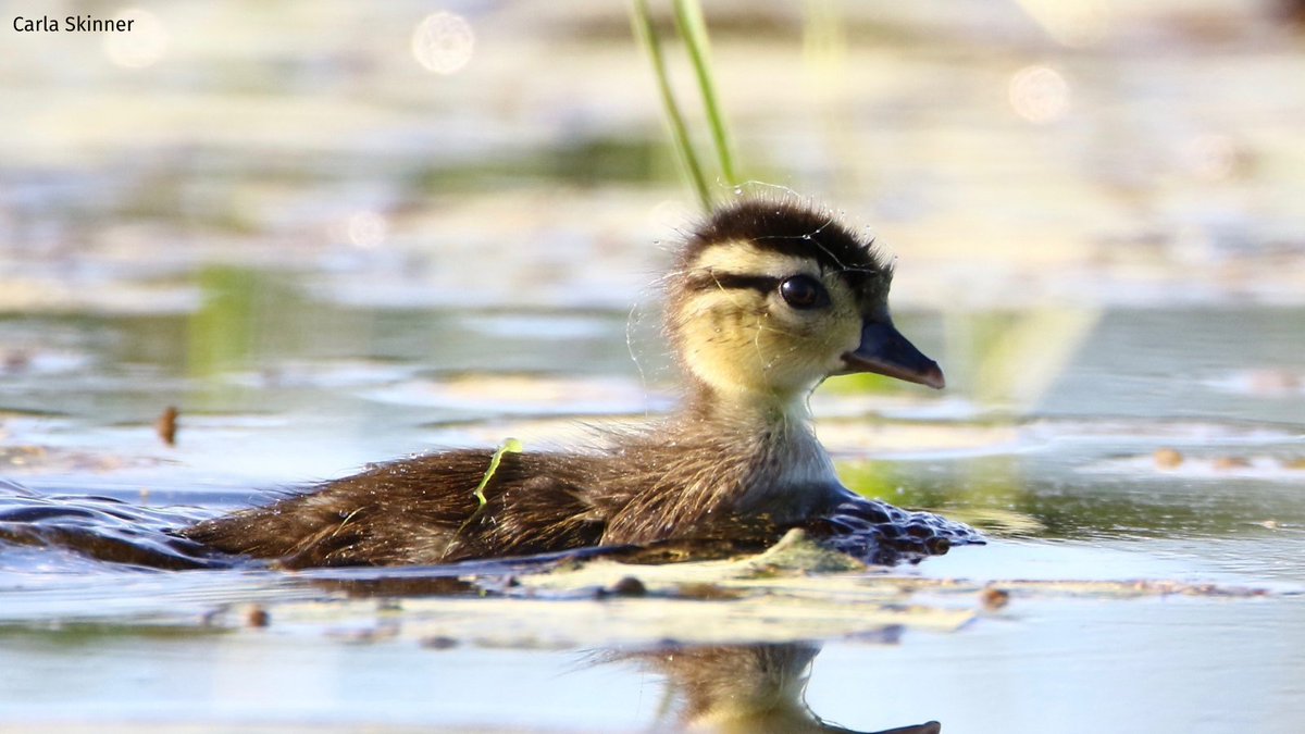 wildlifeaction's tweet image. The Climate Change Education Act, introduced by @SenMarkey &amp;amp; @RepDebDingell, will expand the climate change education program at @NOAA and help ensure tomorrow’s leaders are equipped to help confront the climate crisis. ow.ly/9MiN50E8Jse