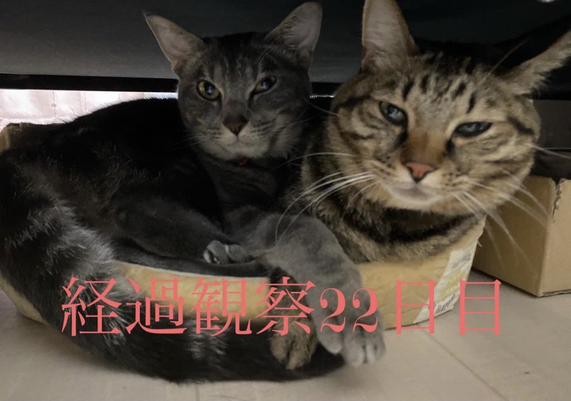 FIPcoco201911's tweet photo. 今日はとても興奮していて私がいる間はずっと走り回っていました😂
そして走り疲れたらチョコと一緒に😪😴…💤
ここ2日チョコの様子が少し変で吐いたりしていることがありました。ココアはチョコが心配でずっとそばにいます🥰 https://t.co/PvwJQg0fbP