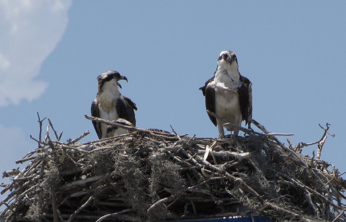 Hi #BirdTwitter : Anyone know what these beauties might be? I am cleaning up old files and found them in a pile of pics I took in Cape Canaveral, Florida, in 2011. Any insight is appreciated! https://t.co/dmXnYNsxsb