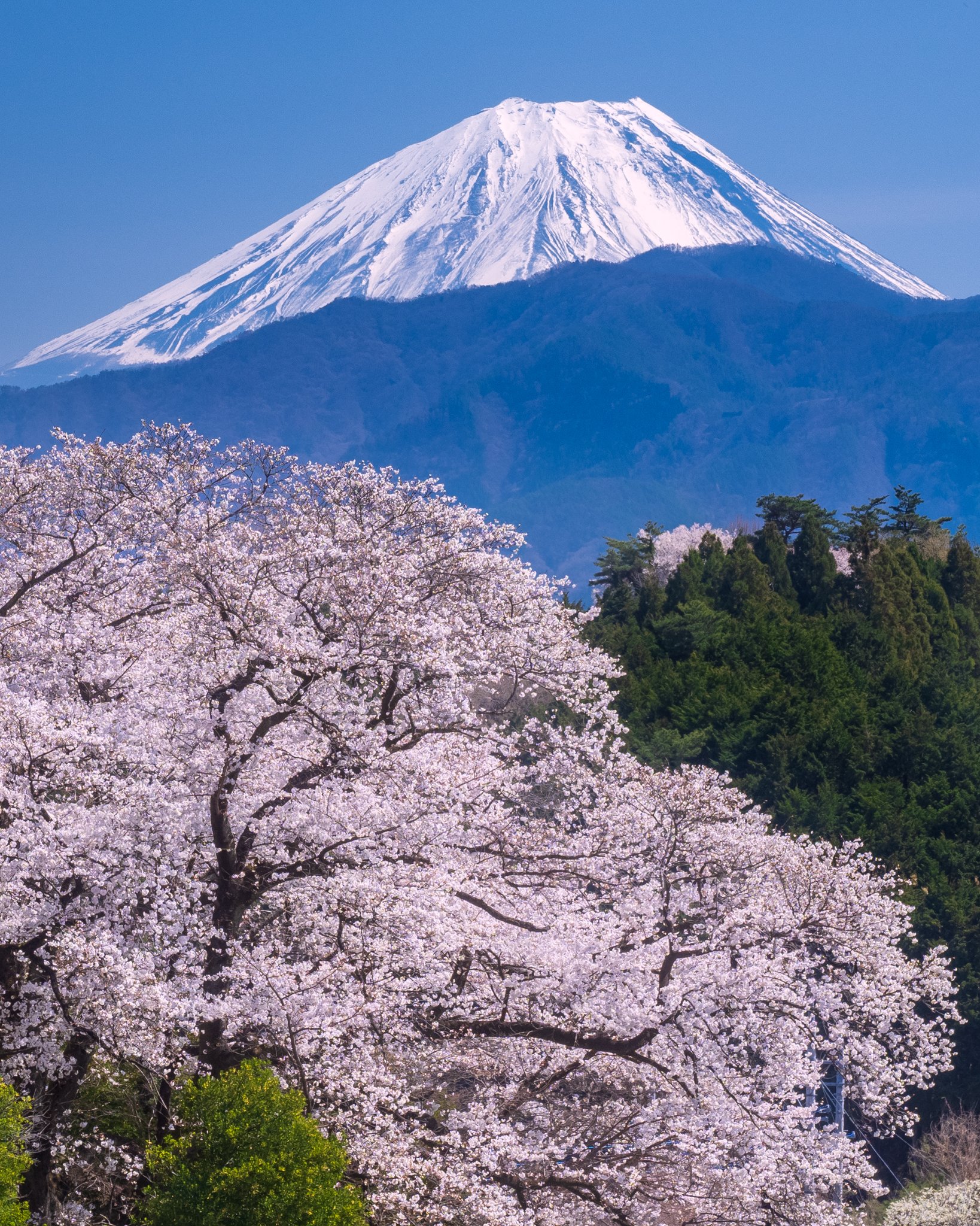 Kazuyuki Matsui 日本の春 Ll 縦画像ですタップして下さい 美しい桜と富士山 21 3 24 南アルプス市にて撮影 富士山 桜 Mtfuji