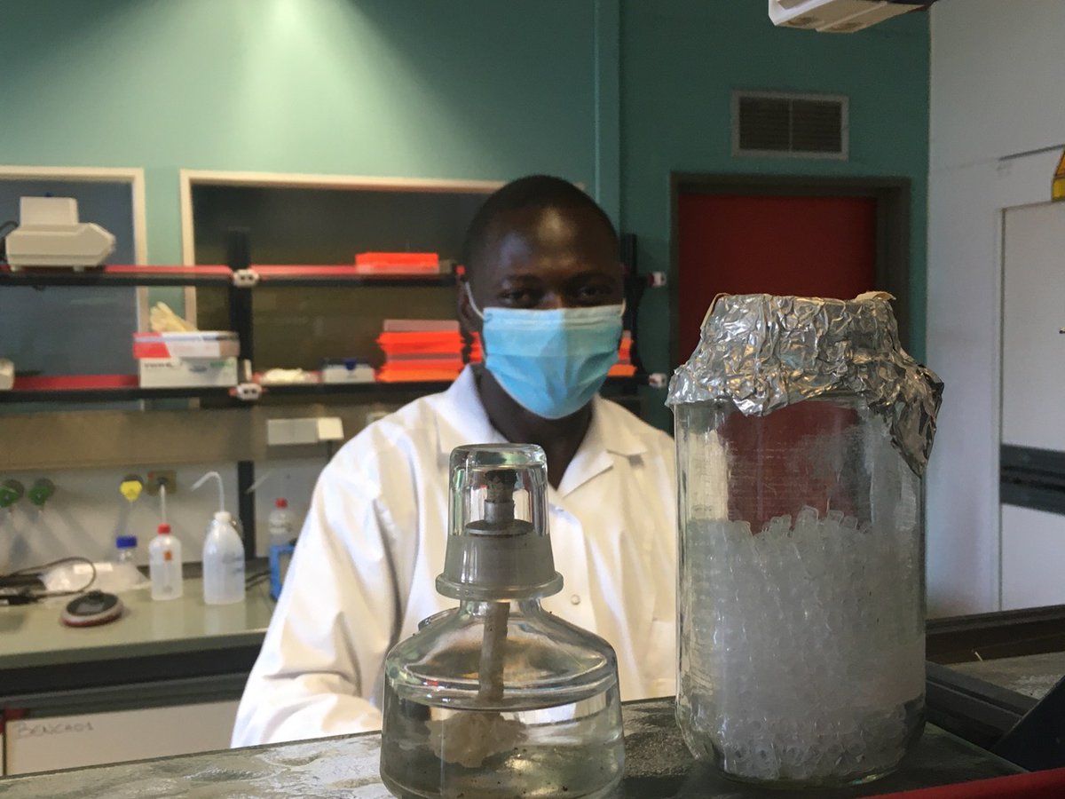 AtrapU's tweet photo. @AtrapU's PhD student @jtumusiime90 now @africamuseumbe processing several snails to test them for Schistosomiasis infection. NTD research must continue for realization of the #2030NTDRoadMap @HuyseTine @MbararaUST @lukubyebenemma1 @sci_ntds @elimin8schisto @ISNTD_Press https://t.co/iA2PPnWqWA