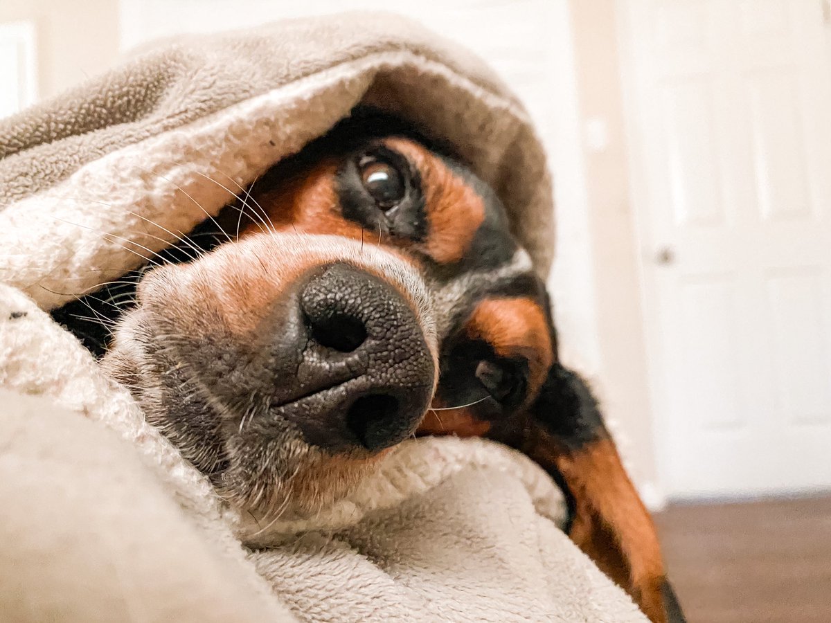 SydVish15's tweet photo. My dog??? Spoiled??? Nooooooo..... https://t.co/A9FcAGN47G