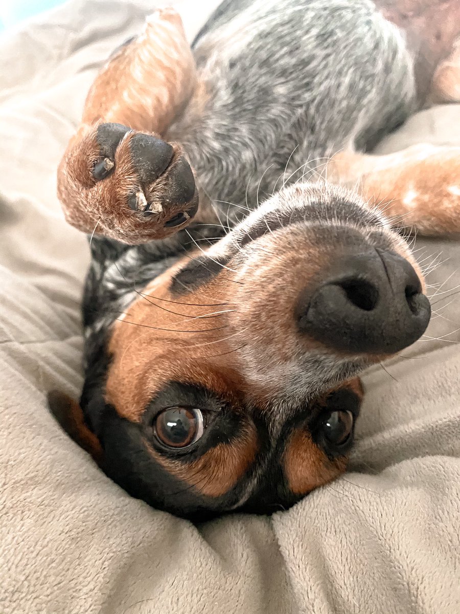 SydVish15's tweet photo. My dog??? Spoiled??? Nooooooo..... https://t.co/A9FcAGN47G