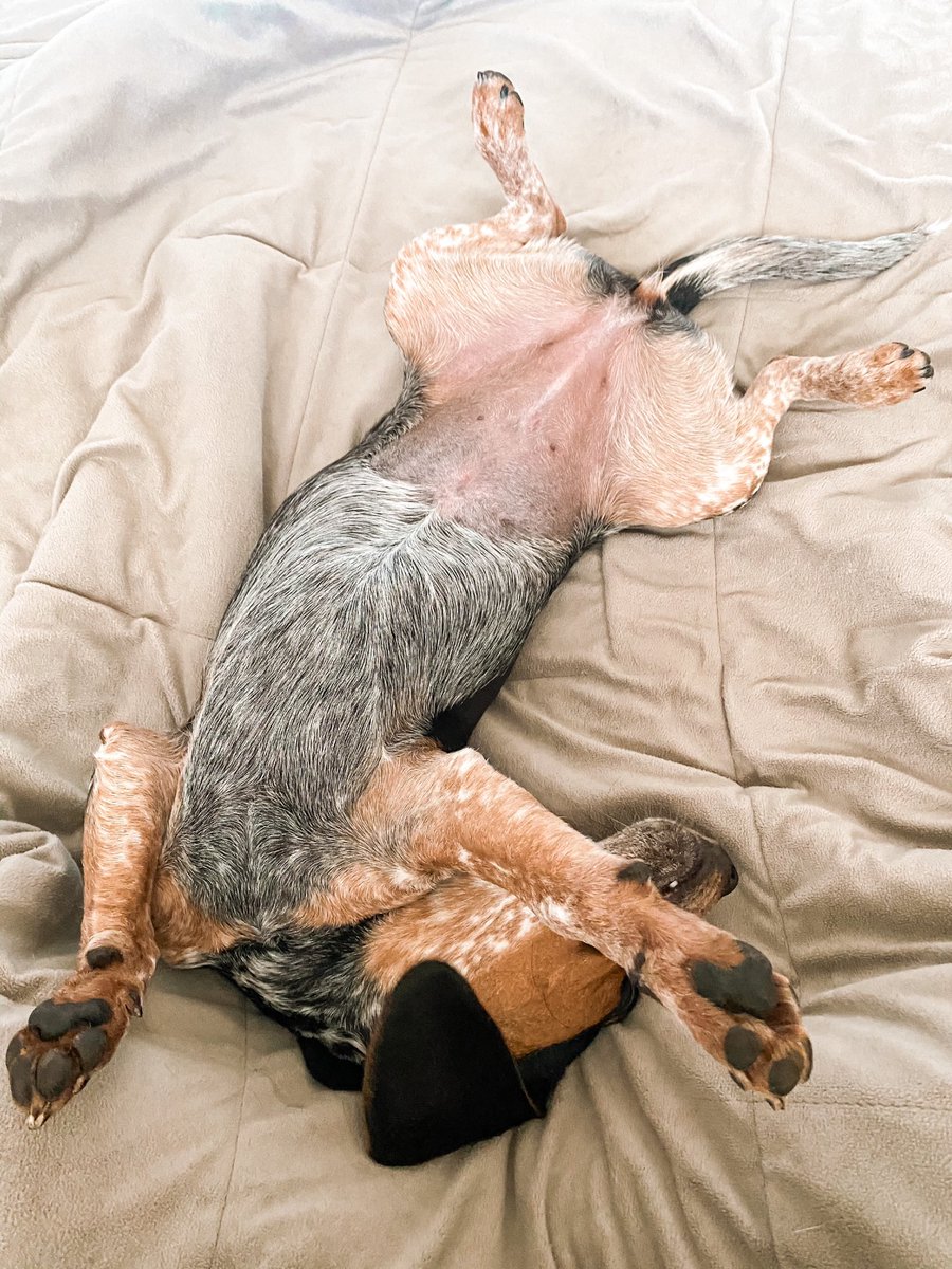 SydVish15's tweet photo. My dog??? Spoiled??? Nooooooo..... https://t.co/A9FcAGN47G