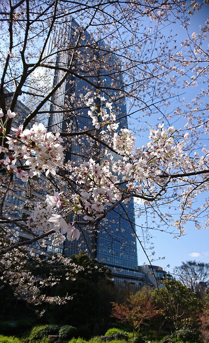 六本木ミッドタウンの桜 Twitter Search Twitter