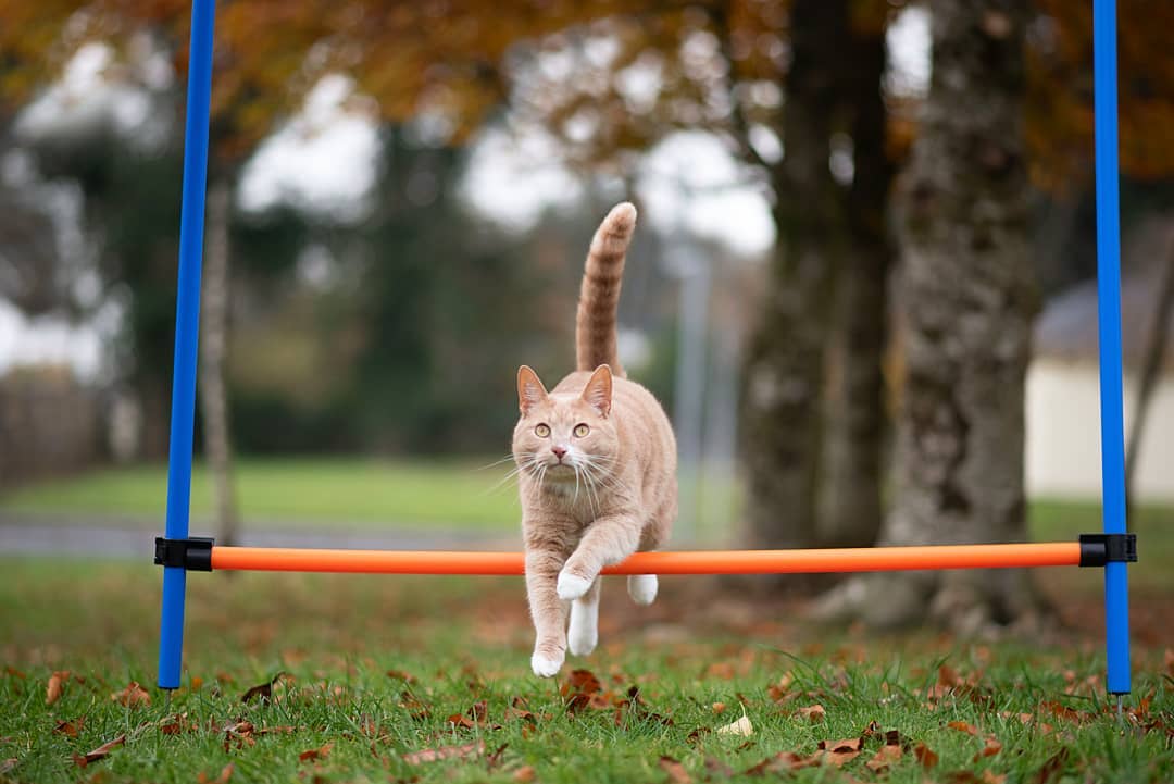 puntoaparte_arg's tweet photo. ยฟLos gatos hacen deporte? Sรญ! ๐
Ya estรก disponible en nuestro canal la columna sobre el #CatAgility ๐
Una actividad que ayuda a que tu mascota se mantenga activa y en buen estado de salud ๐๐ผ
Acรก el link ๐๐ผ | @puntoceroLA
https://t.co/bDj4b7sTPK https://t.co/5QiqqvnRv1
