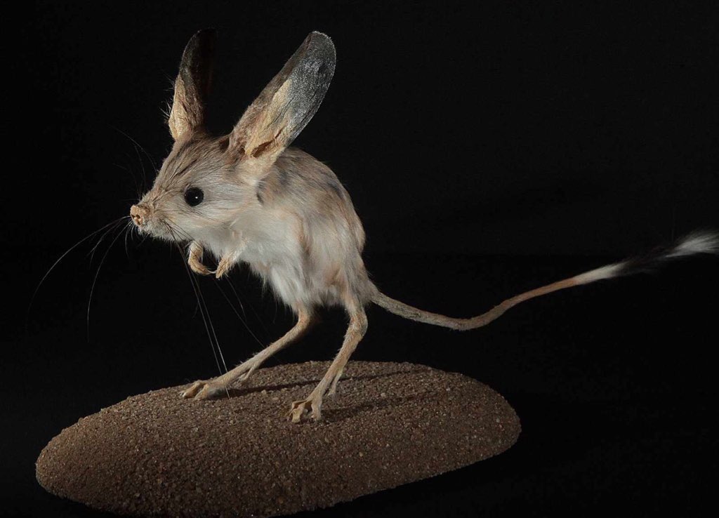 AliciaMarieBODY's tweet photo. Imagine THIS lil creature...
Carrying a giant Morningstar warglaive... #RiseNShine 🤗
That was my @GaryCon character this morning in @Xanderrific ‘s amazing Sea Adventure #rpg ❤️ 🐭 
Anyone else living at @GaryCon @Twitch this entire weekend??? #Jerbeen #Humblewood #dnd https://t.co/bKAzNG2VoH