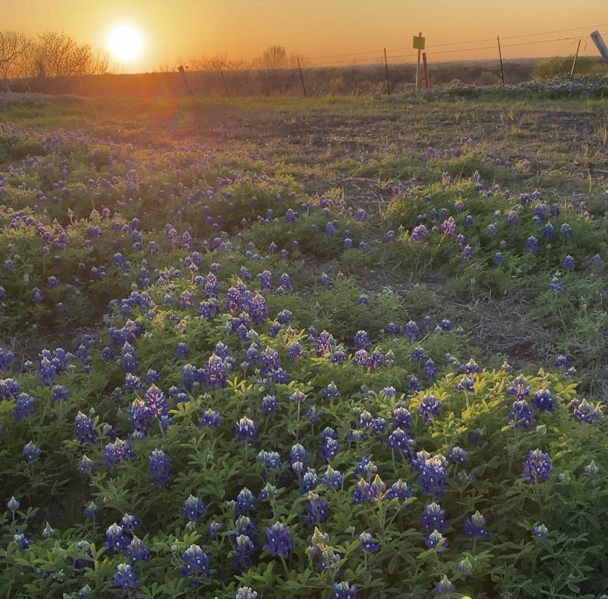KimHaml10's tweet photo. Theyโre here! ๐๐
๐ถ๐ #springtimeintexas @AlrightHaml10 https://t.co/mjsDweF8e0
