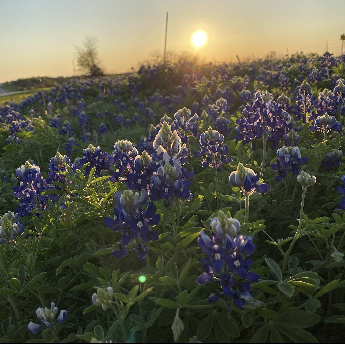 KimHaml10's tweet photo. Theyโre here! ๐๐
๐ถ๐ #springtimeintexas @AlrightHaml10 https://t.co/mjsDweF8e0