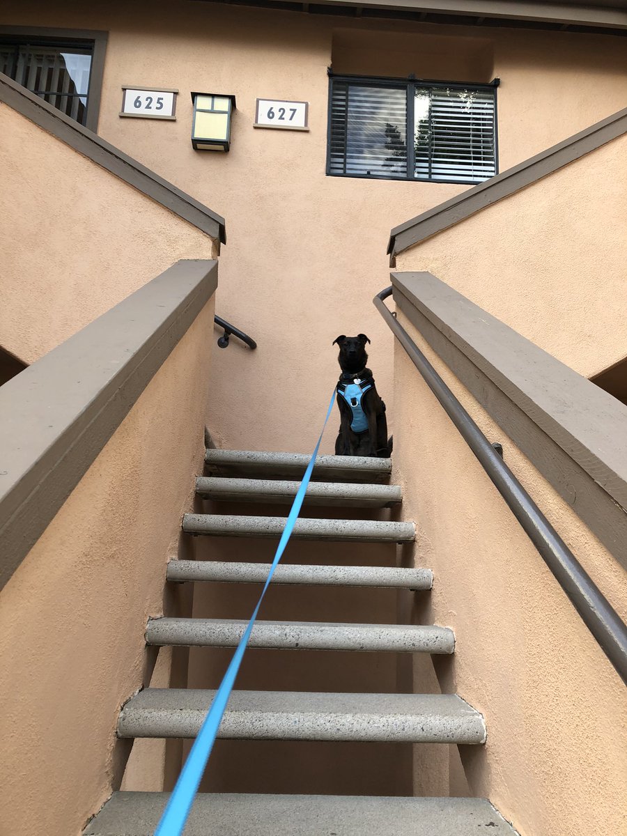 Climber of all the stairs around the complex one day she will attempt them all at this point..🤷🏻‍♀️💕 #anythingforatreat but that look what I did grin makes me laugh every time. 😂🐕‍🦺 oh #leiathejackador