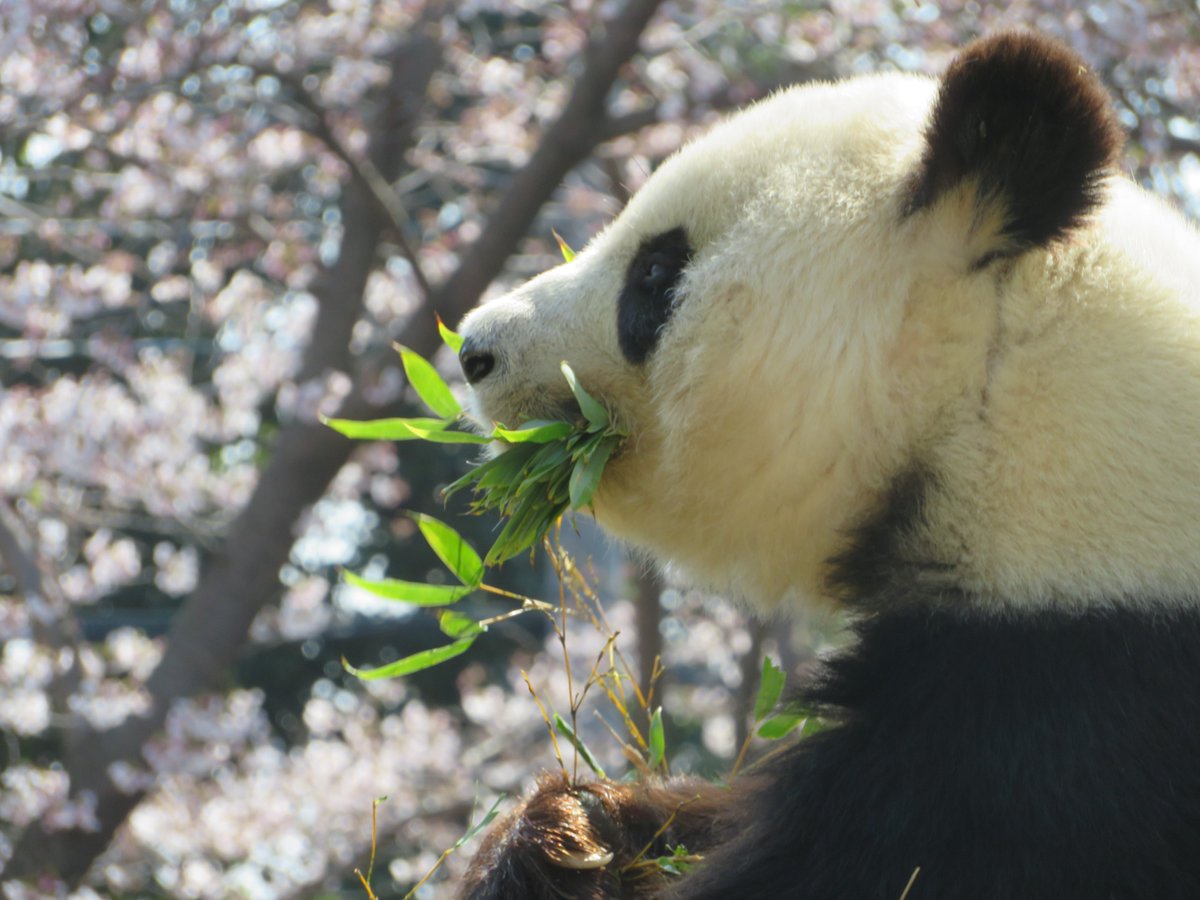 神戸市立王子動物園 公式 おはようございます ってもうお昼ですね 笑 桜も咲き始め もう春も目の前ですね たんたんさんはというと 花より団子のようで食欲一杯に過ごしてますよ 笑 きょうのタンタン 王子動物園 ジャイアントパンダ 神戸市立王子動物園 公式 おはようございます ってもうお昼ですね 笑 桜も咲き始め もう春も目の前ですね たんたんさんはというと 花より団子のようで食欲一杯に過ごしてますよ 笑 きょうのタンタン 王子動物園 ジャイアントパンダ