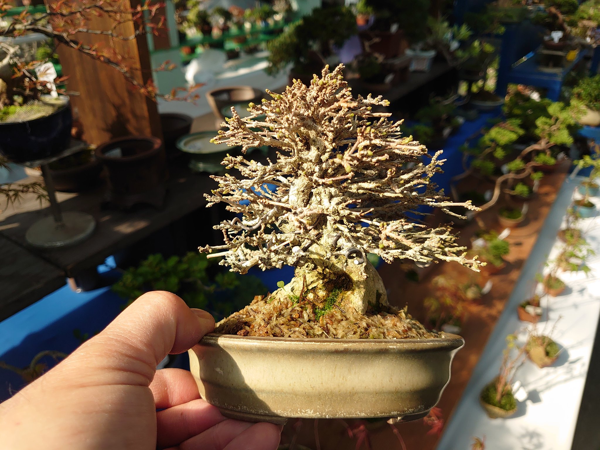 みくに園 福井の盆栽ショップ Bonsai Mikuni Twitter