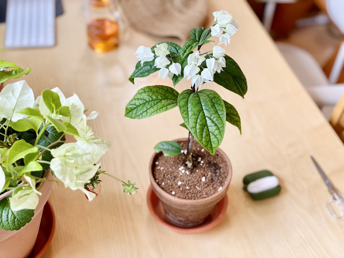 TeeTreePlant's tweet photo. 클로덴드룸 @botanischeskind @madplantist https://t.co/qfT9slXK0v