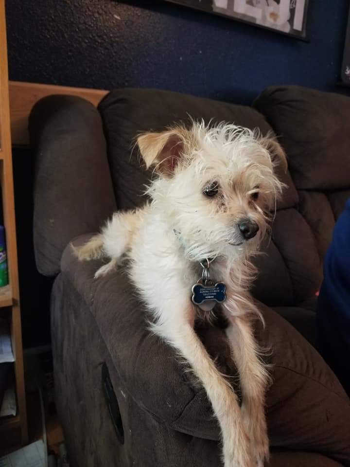 Kittencurves1's tweet photo. Need help, any help. Even just sharing info. My pup needs surgery, we cant afford the whole bill. Check my links for my onlyfans. Or go to
https://t.co/Z9OHHTNHRu

#gofundmedonations #onlyfans https://t.co/u04wH0pENH