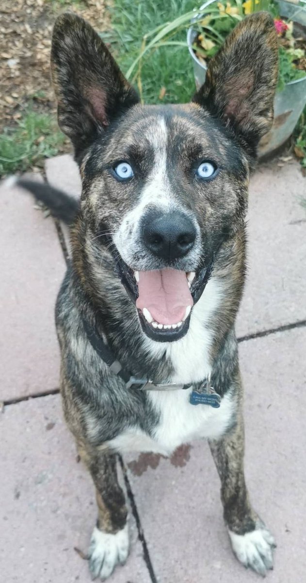 backwardsblonde's tweet photo. Timber doesn't look AT you. He looks INTO your soul.
#Rescue #adoptdontshop #NorthernDogs #BlueEyes
#NoFilterNeeded
#SeppalaSiberianSledDog https://t.co/v8UEWI6gr4