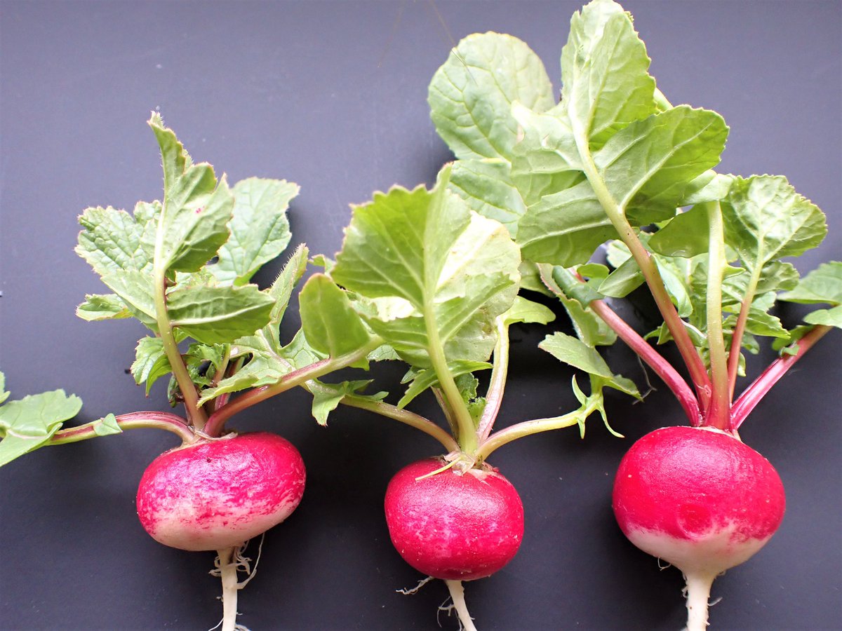 ｏａｔアグリオ株式会社 カラフルラディッシュ 以前 先輩が育てていたカラフルラディッシュを 育てており ついに収穫できました ラディッシュは栽培期間も比較的短く プランターで手軽に育てられるので 家庭菜園に向いていると思います