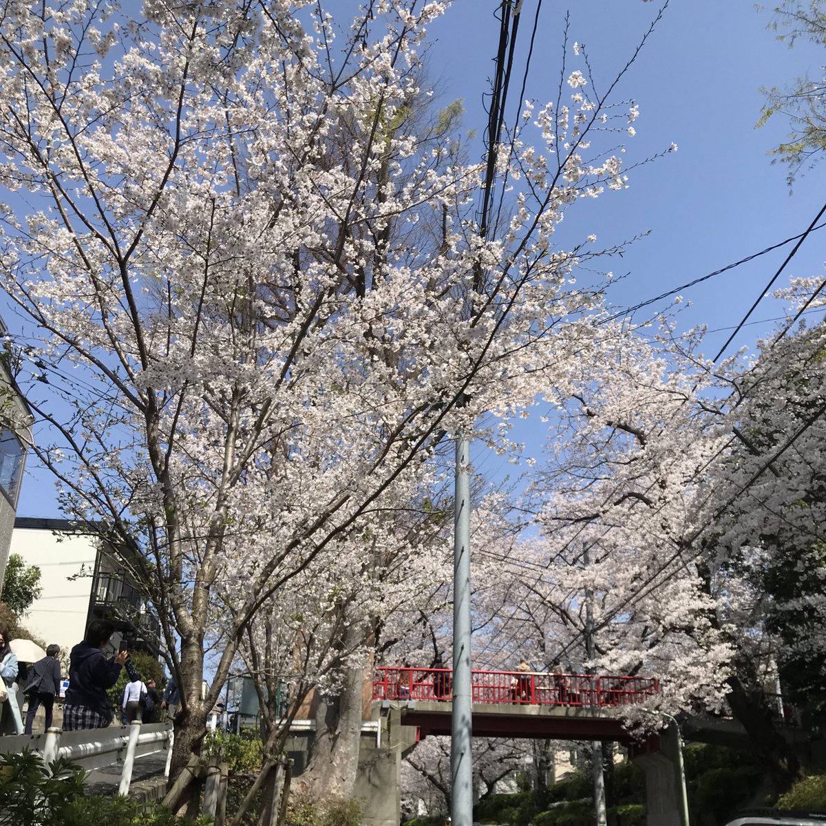 waxmaxy's tweet photo. 今日の桜坂 https://t.co/JfMEzHr3KO