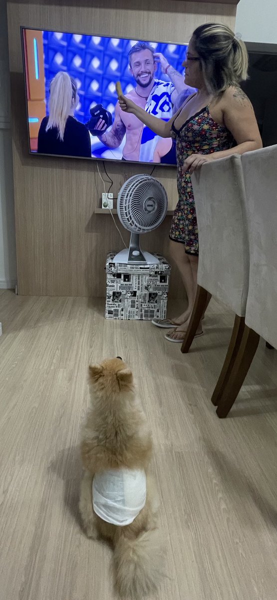 tatamarum's tweet photo. Meu dog Theo prestando atenção na banana! Se liga aí @boninho @BBB21BBB21BBB21 @rafaelportugal #BBB21 #RedeBBB #spitz #CATBBB https://t.co/gyEdsY0E1i