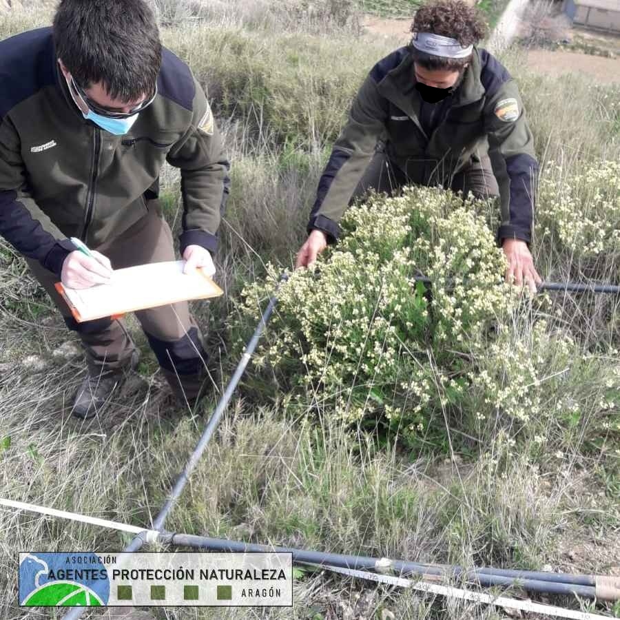 aaffaragon's tweet photo. Un año más, los #AgentesProtecciónNaturaleza #APN del @GobAragon retomamos el @LIFEprogramme @RedNatura2000 #RESECOM (Red de seguimiento para Especies de Flora y Hábitats de Interés Comunitario en #Aragón). 
En este caso para #BoleumAsperum.

➕ info ➡️https://t.co/dfet027DB8 https://t.co/ztoZIwY695