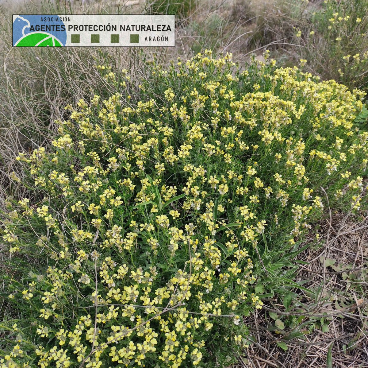 aaffaragon's tweet photo. Un año más, los #AgentesProtecciónNaturaleza #APN del @GobAragon retomamos el @LIFEprogramme @RedNatura2000 #RESECOM (Red de seguimiento para Especies de Flora y Hábitats de Interés Comunitario en #Aragón). 
En este caso para #BoleumAsperum.

➕ info ➡️https://t.co/dfet027DB8 https://t.co/ztoZIwY695