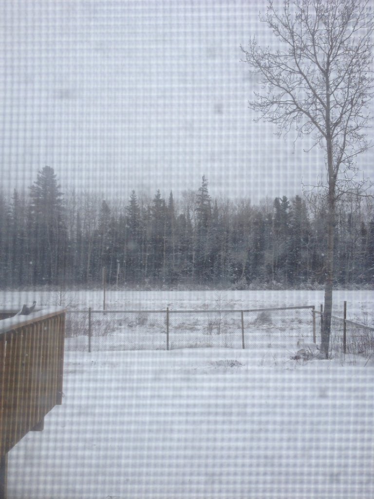 april_beardy's tweet photo. #ManitobaSpring π βοΈ https://t.co/hjWfqH2Wkm