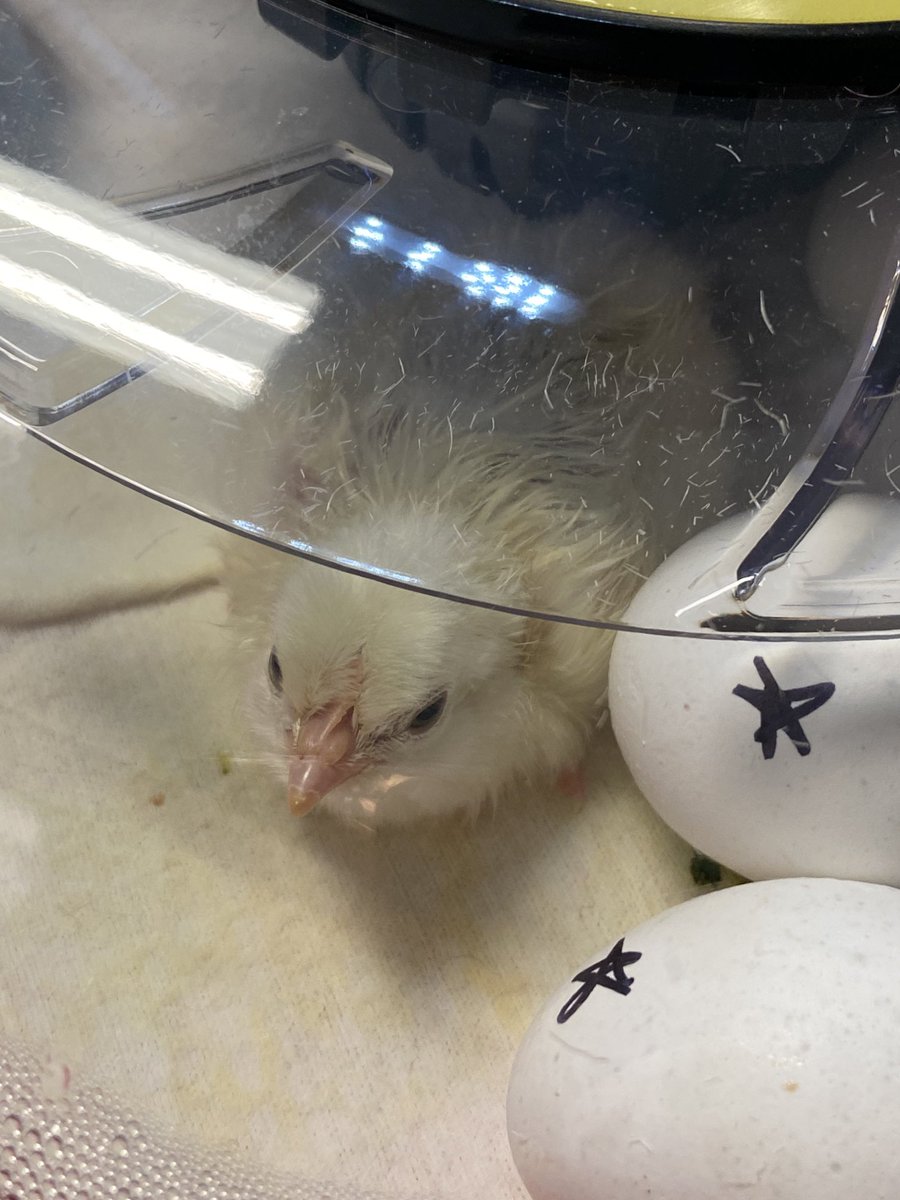 prekrocks1's tweet photo. We are happy to announce the arrival of our first baby chick. The children made a list of names and then voted. Meet Egg Egg. ⁦@PwcsPreschool⁩ ⁦@JohnJenkinsEle1⁩ https://t.co/Zi8p7U6yns
