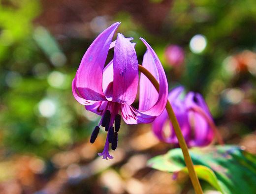 メリアルーム 水土いいね お休みです 今日の花 3月26日の誕生日花は 片栗 かたくり 花言葉は 嫉妬 です この日生まれの人は 自己研鑽に励むタイプ 家庭より仕事を重視し いくつになっても活躍したい欲求を持ち続ける熱い人です 3