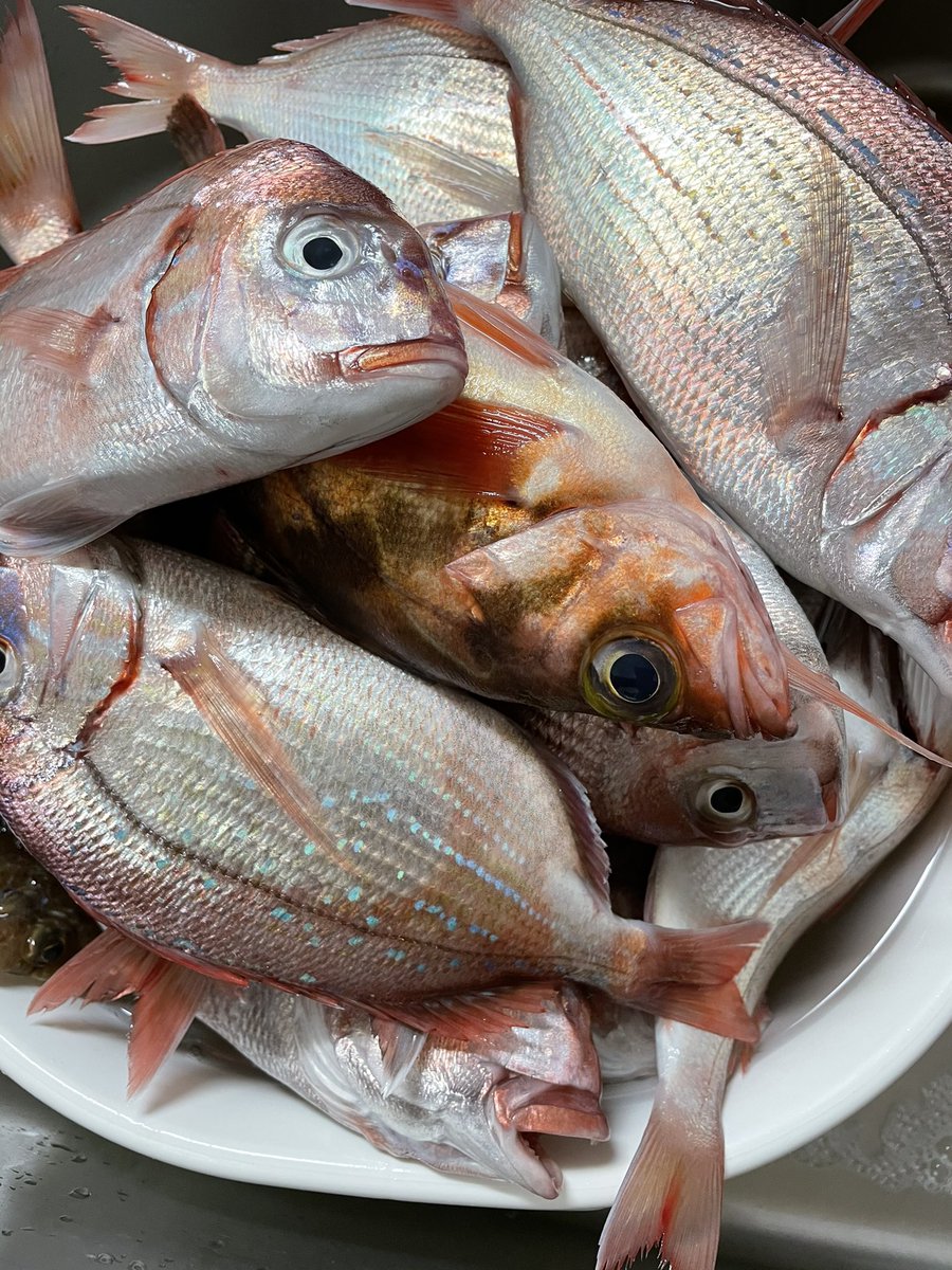 真鯛釣り