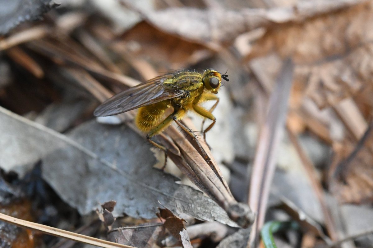 azdc7890's tweet photo. 똥파리
이름답게 인분 위에 올라가있네요
yellow dung fly 
Scatophaga stercoraria
It's on top of the pot, by name.
#dungfly #フンバエ #똥파리 https://t.co/HU0rvdR2VG