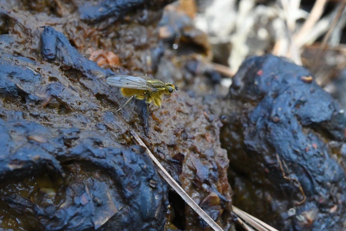 azdc7890's tweet photo. 똥파리
이름답게 인분 위에 올라가있네요
yellow dung fly 
Scatophaga stercoraria
It's on top of the pot, by name.
#dungfly #フンバエ #똥파리 https://t.co/HU0rvdR2VG