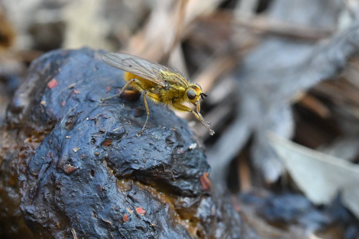 azdc7890's tweet photo. 똥파리
이름답게 인분 위에 올라가있네요
yellow dung fly 
Scatophaga stercoraria
It's on top of the pot, by name.
#dungfly #フンバエ #똥파리 https://t.co/HU0rvdR2VG