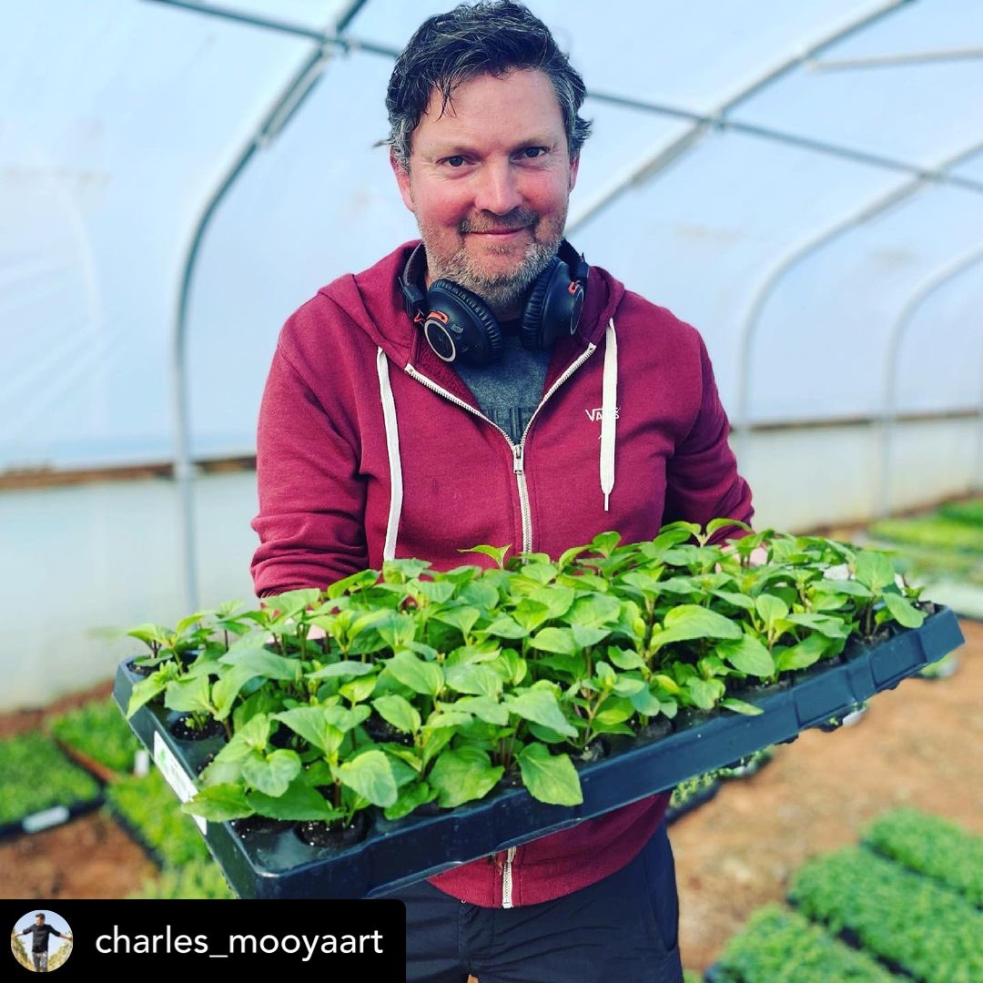 fiveacrefarmer's tweet photo. We absolutely love this shot of Jonathan - on the farm, and in his element 🥬.
(📸 @charles_mooyaart)
#Bristol #FiveAcreFarm #Farming #Sustainable #LoveLocal #ShopLocal https://t.co/I94cDUtRrg