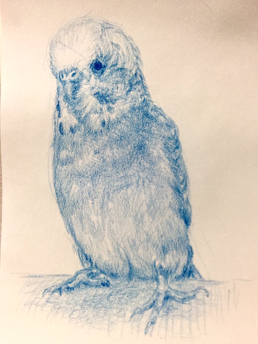 Twoucan セキセイインコ の注目ツイート イラスト マンガ Twoucan セキセイインコ の注目ツイート イラスト マンガ